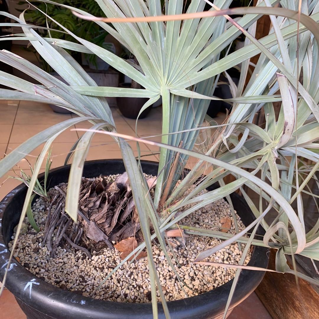 専用　ナンノロプス　リチアナシルバー