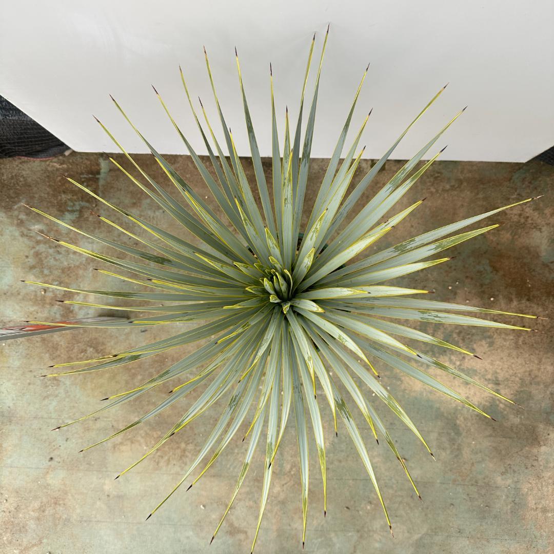 ユッカ　ロストラータ【21-412】美形　シルバーブルー