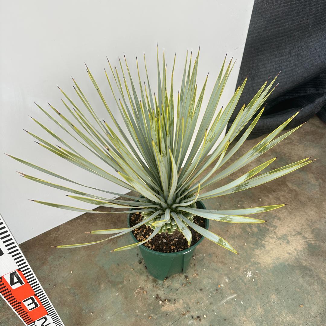 ユッカ　ロストラータ【21-412】美形　シルバーブルー