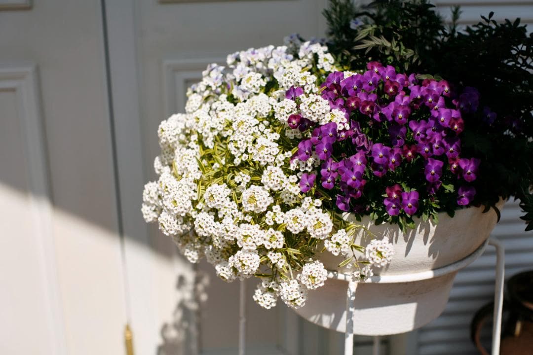 フィルムカメラ PENTAX SMC TAKUMAR f1.4 50mm M42 L75