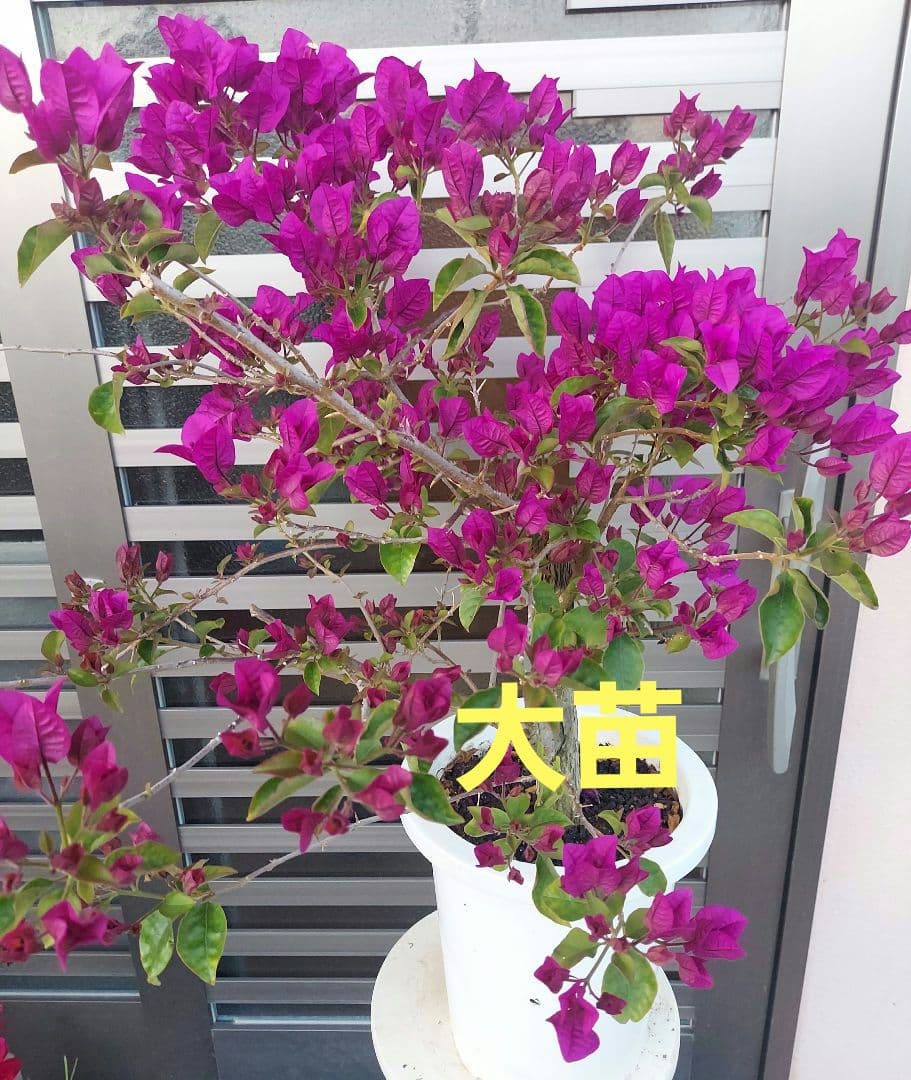 ブーゲンビリア　パープル　大苗