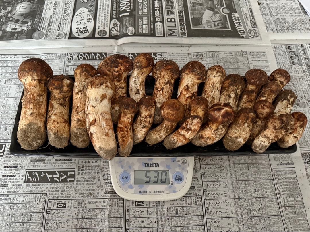 松茸　北海道　500g 送料込　コロ多め