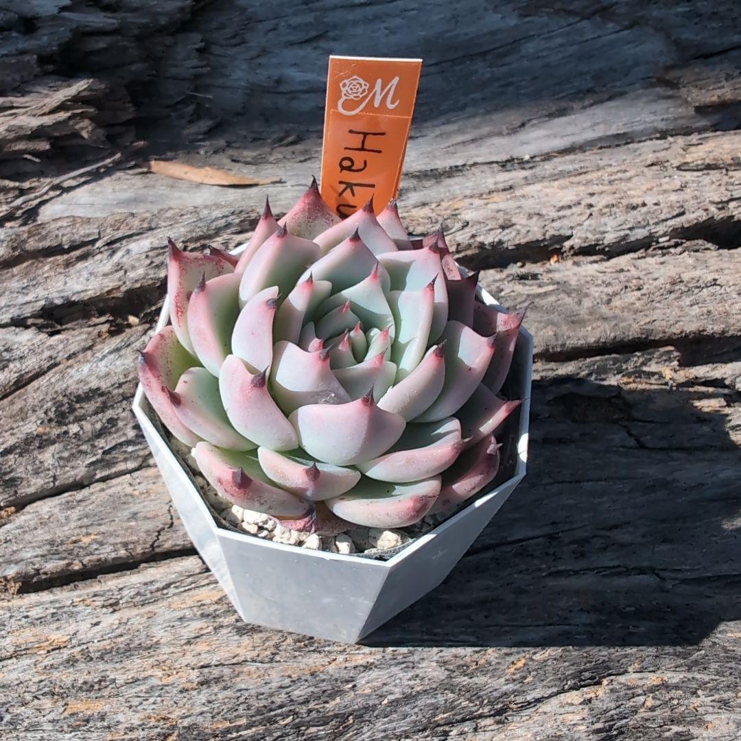 miyaさん苗 希少命名株　Haku