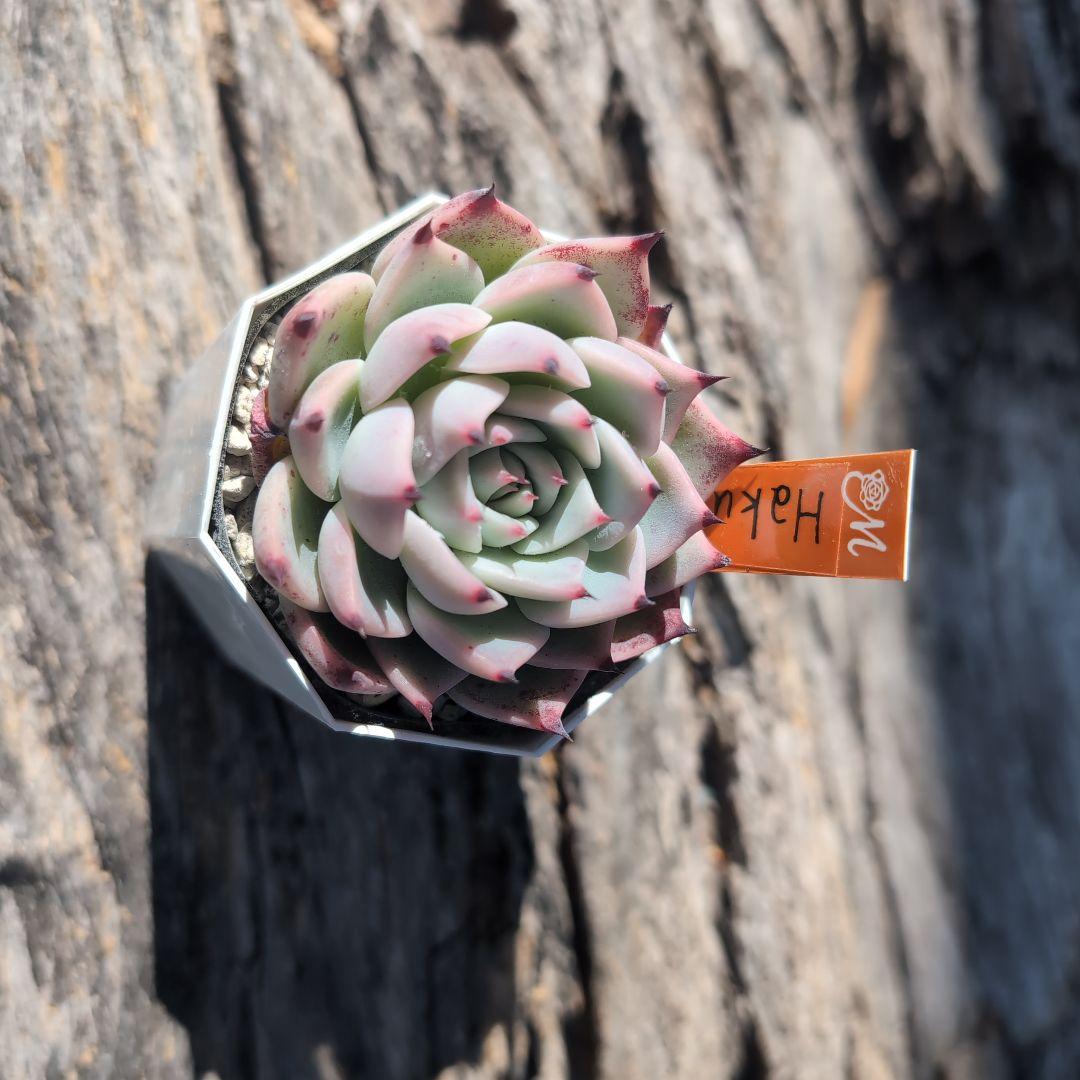 miyaさん苗 希少命名株　Haku