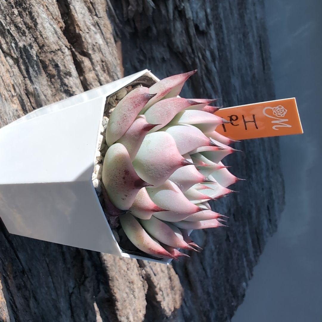 miyaさん苗 希少命名株　Haku