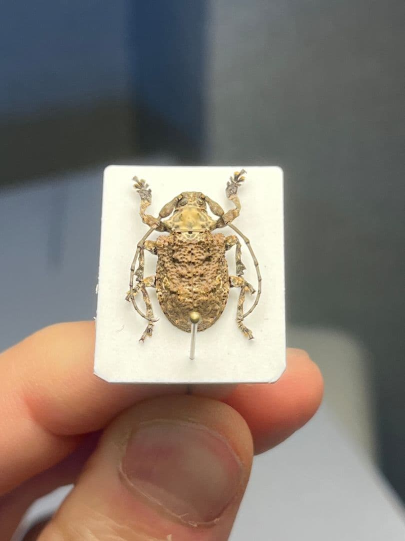 【毒刺甲虫】サソリカミキリ 昆虫標本 Onychocerus ウスバカミキリ