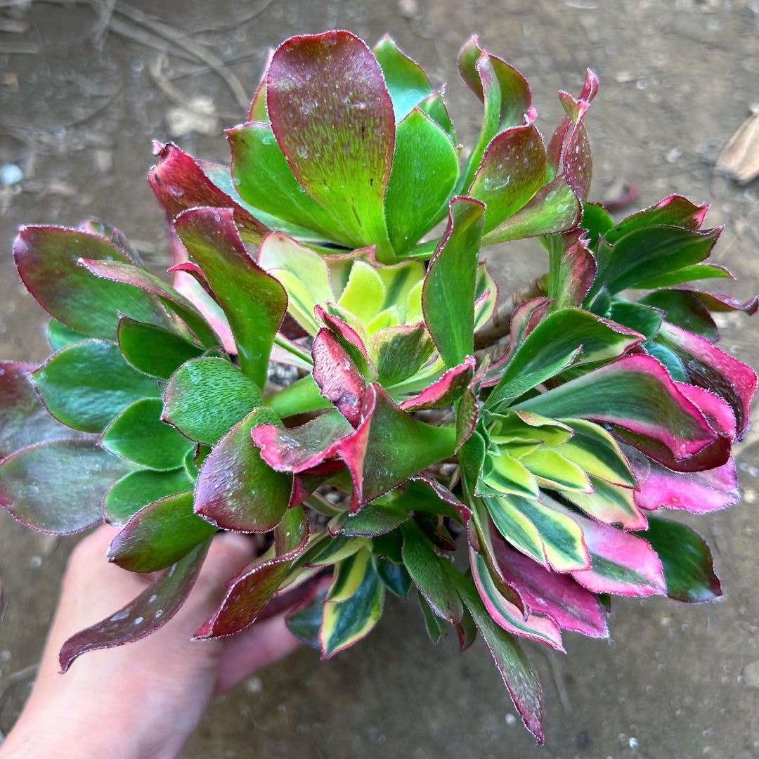 多肉植物アエオニウム錦　人気　ゴースト　魅影七彩‼️ 花顔‼️希少錦‼️抜き苗　‼️