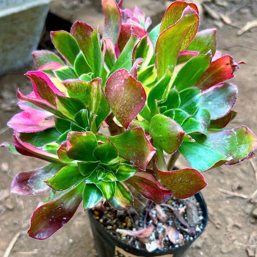 多肉植物アエオニウム錦　人気　ゴースト　魅影七彩‼️ 花顔‼️希少錦‼️抜き苗　‼️