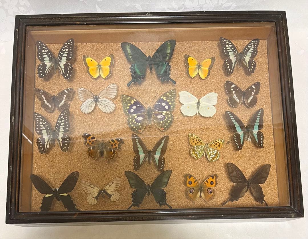 希少蝶の標本 ドイツ木製フレーム付き箱現状品のみ42x32x6cm