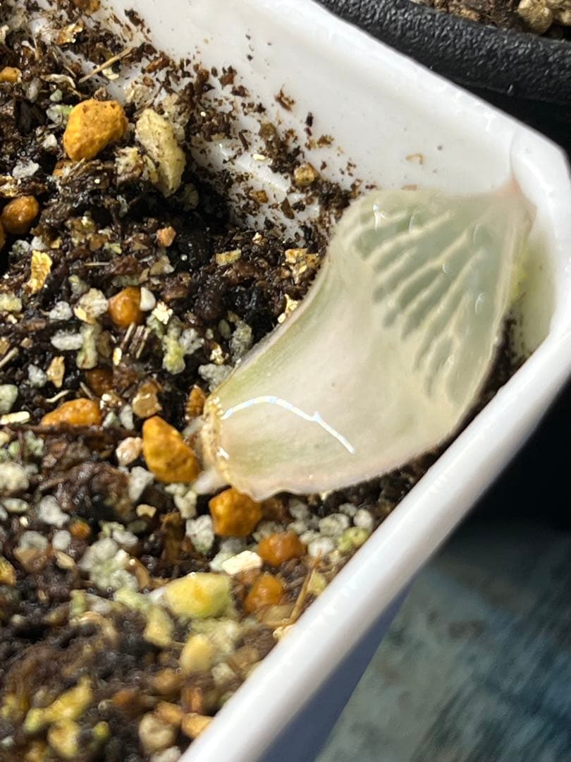 ハオルチア　白蛇伝　葉挿し2枚　発根済み