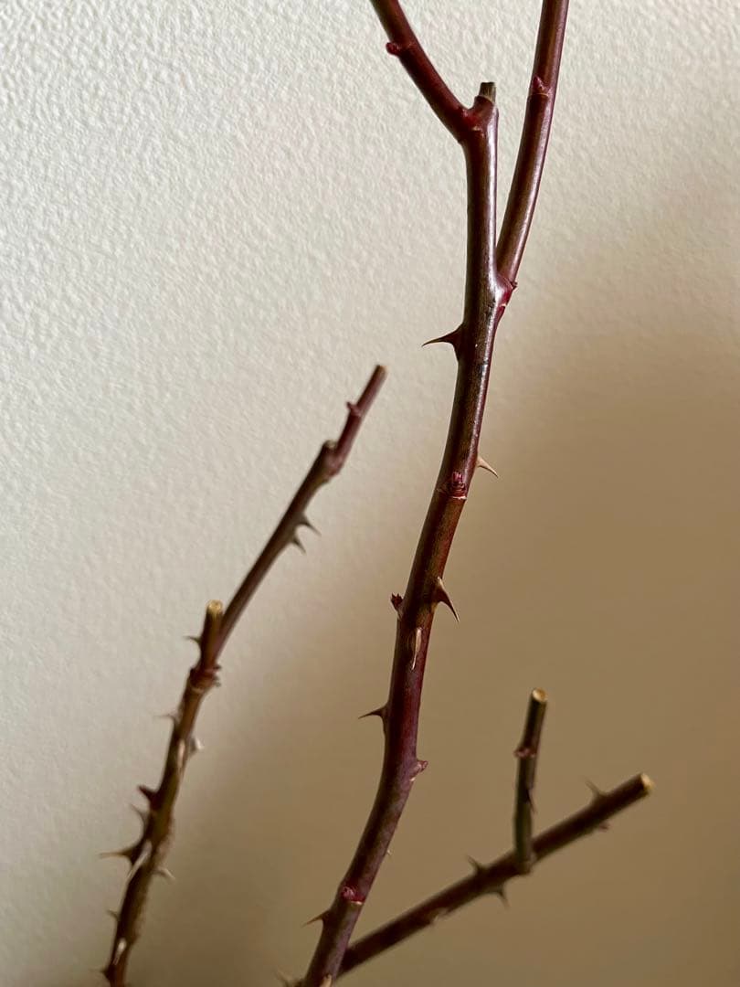 ✴️ 和バラ ✴️ かおりかざり ✴️