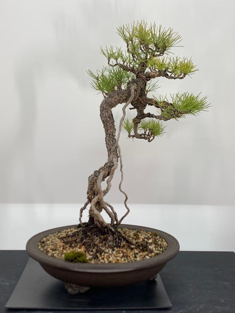 立ち姿抜群の文人黒松　樹高約50cm（検索/赤松五葉松真柏模様木シャリ小品盆栽）