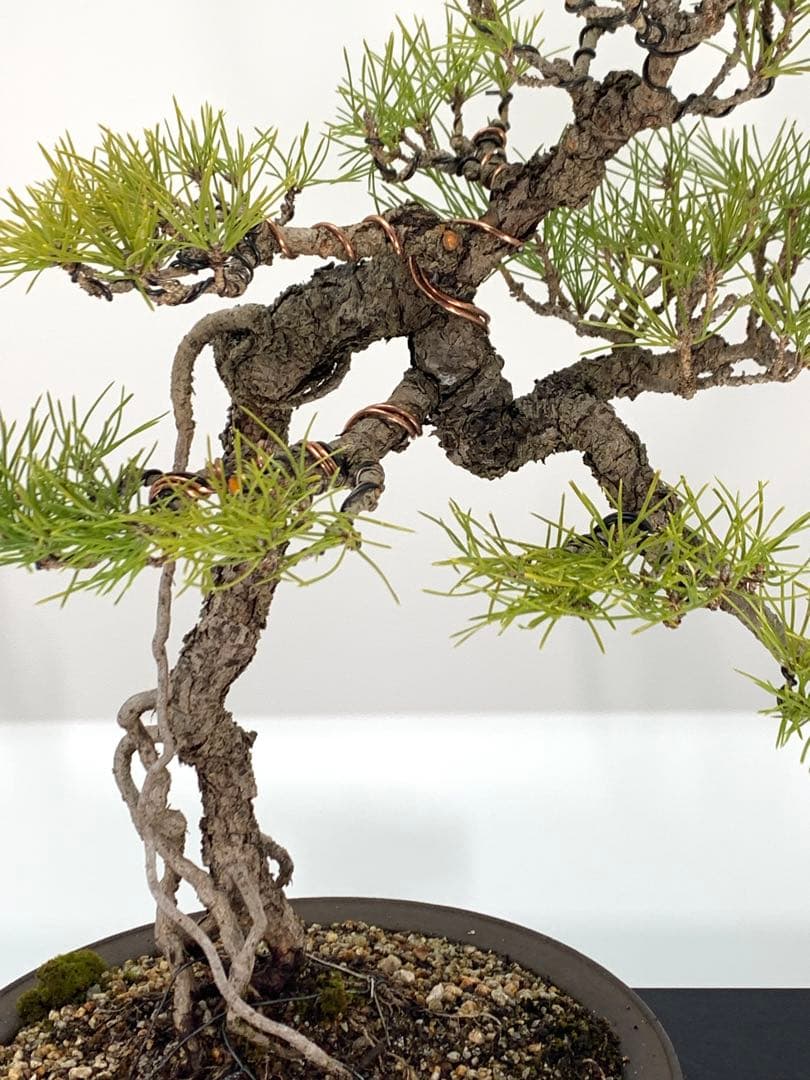 立ち姿抜群の文人黒松　樹高約50cm（検索/赤松五葉松真柏模様木シャリ小品盆栽）