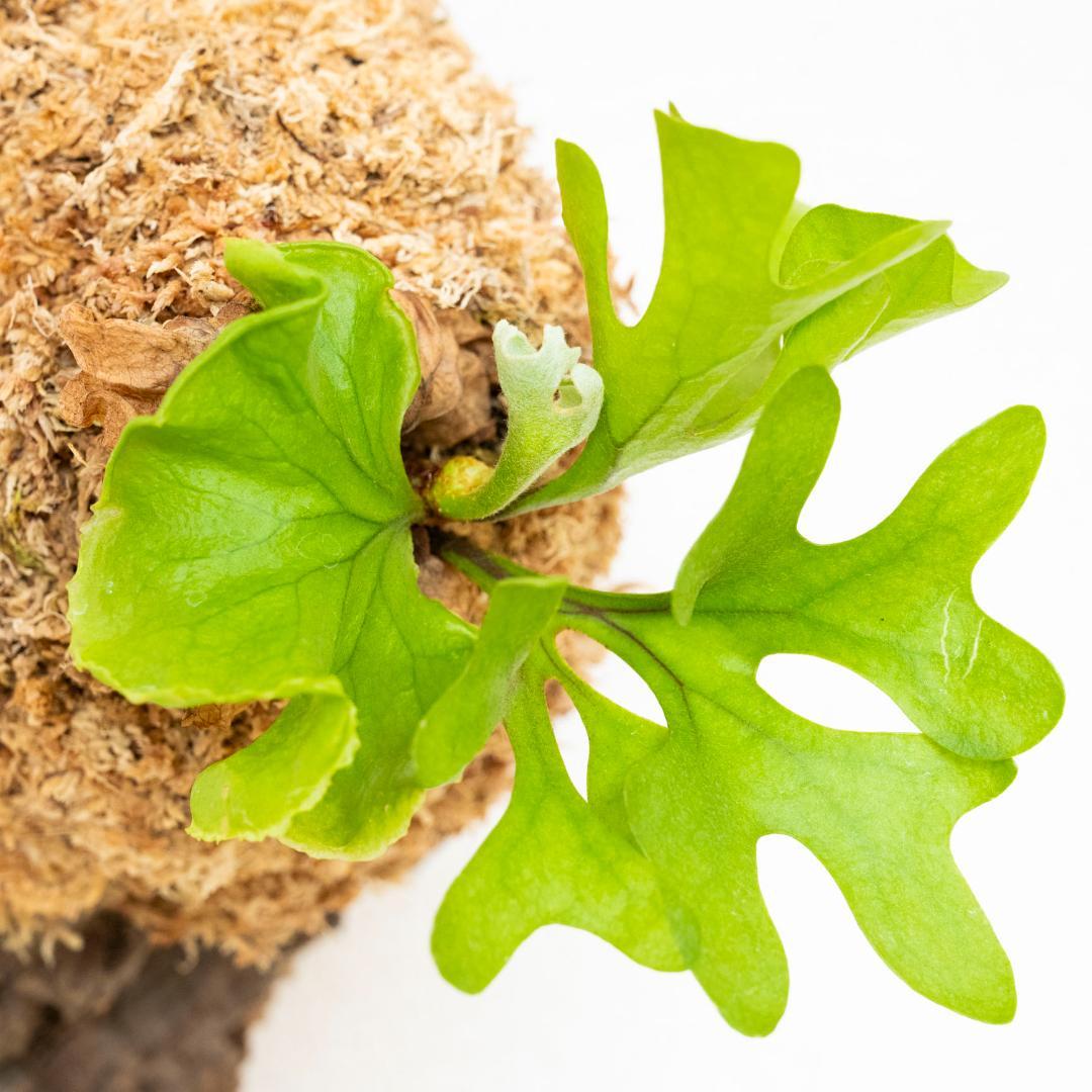 ビカクシダ　リドレイ　ドワーフ　コルク付けb