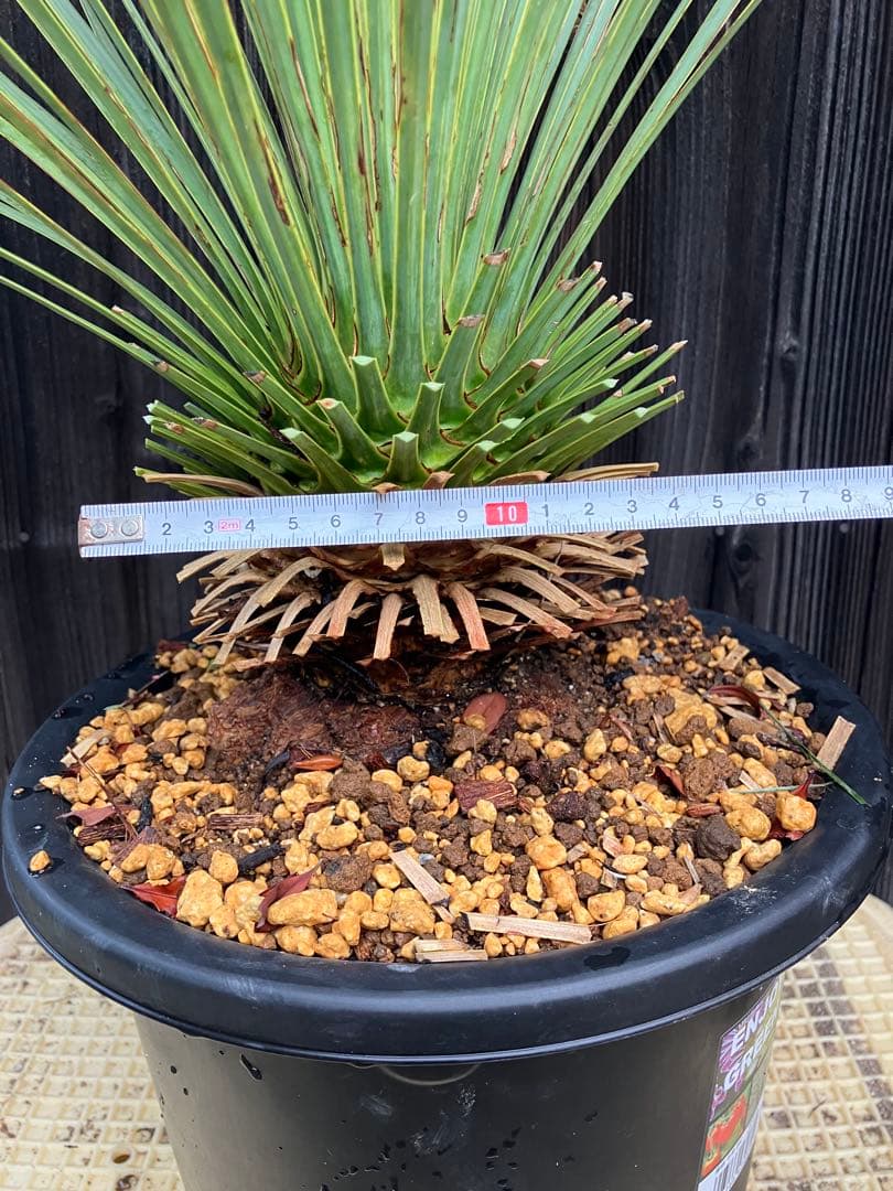 おたまじゃくし　ユッカ ロストラータ　実生2 鉢付き