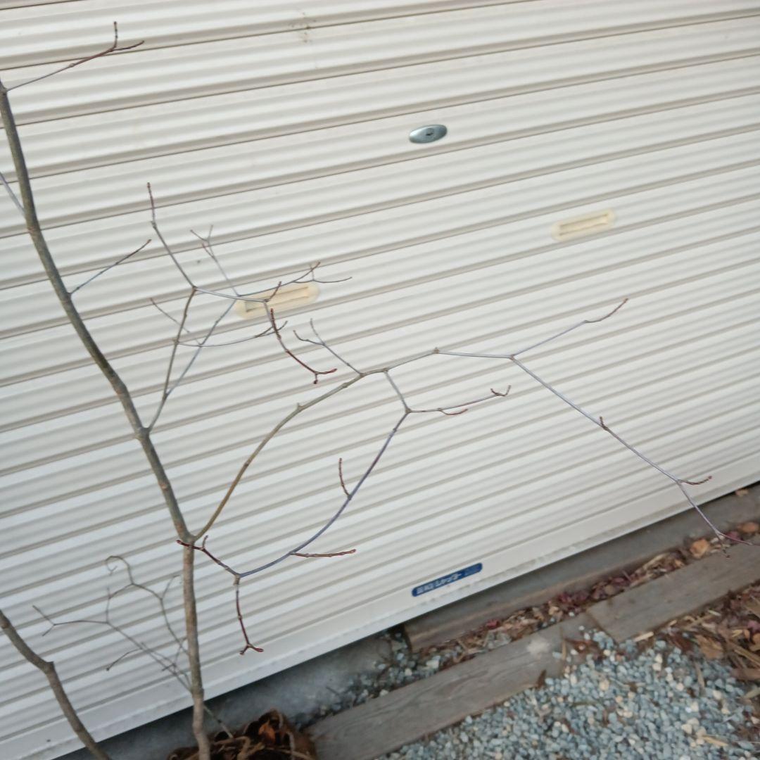 コハウチワカエデ　山採り