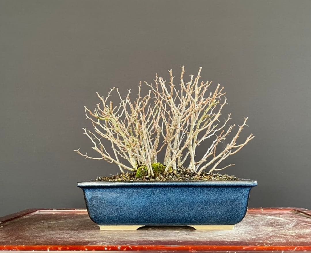 白木盆栽園　赤花　長寿梅　盆栽　樹高19センチ　楓カエデ紅葉モミジ欅花物観葉植物