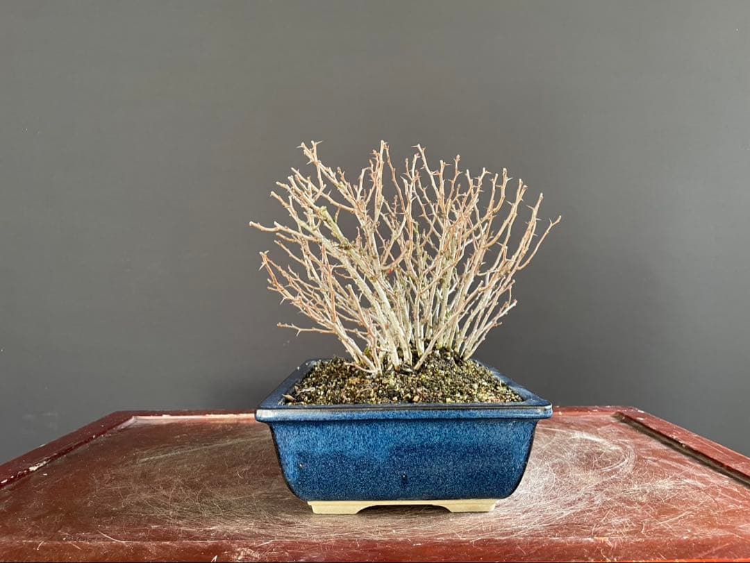 白木盆栽園　赤花　長寿梅　盆栽　樹高19センチ　楓カエデ紅葉モミジ欅花物観葉植物