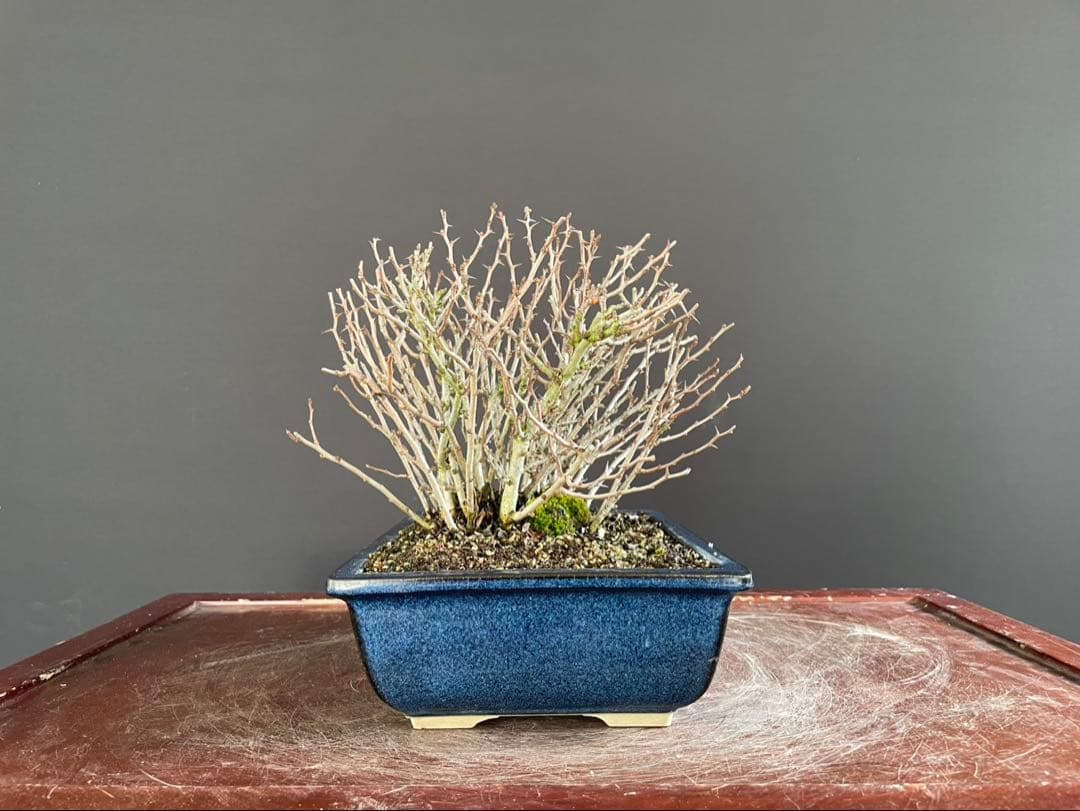 白木盆栽園　赤花　長寿梅　盆栽　樹高19センチ　楓カエデ紅葉モミジ欅花物観葉植物