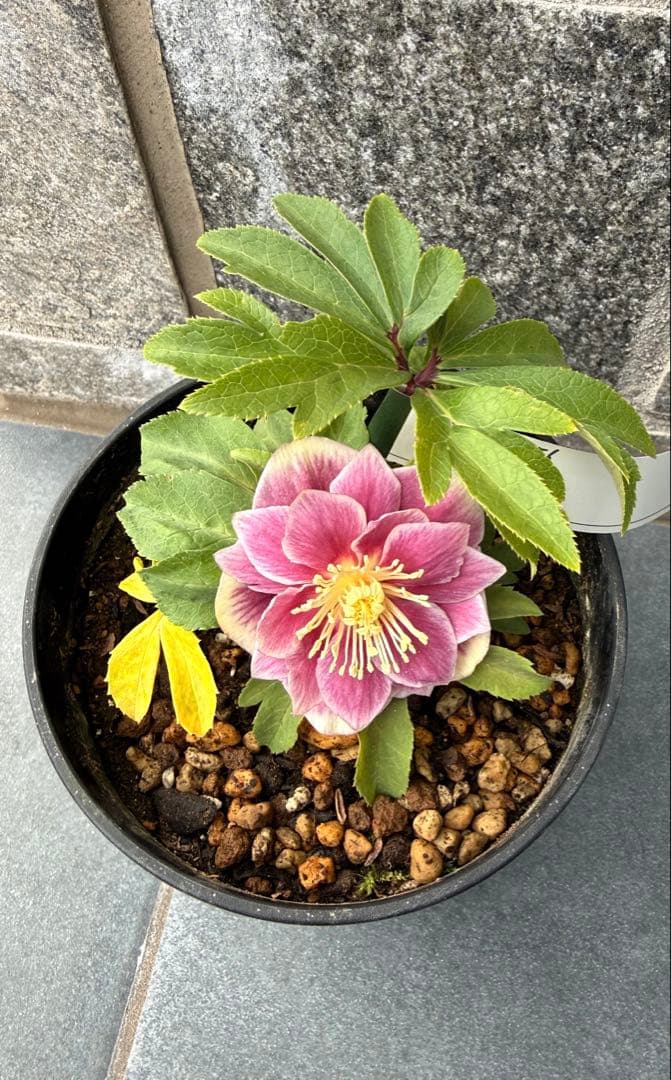 クリスマスローズ　広瀬園芸【ソレイユ】開花株