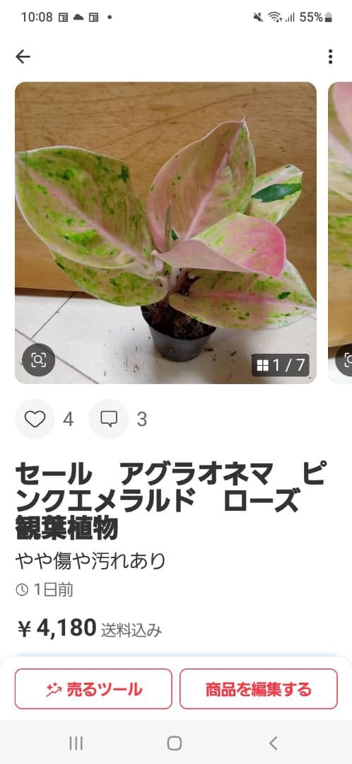 nyanchi　様　アグラオネマ　スターダスト　オレンジ　観葉植物