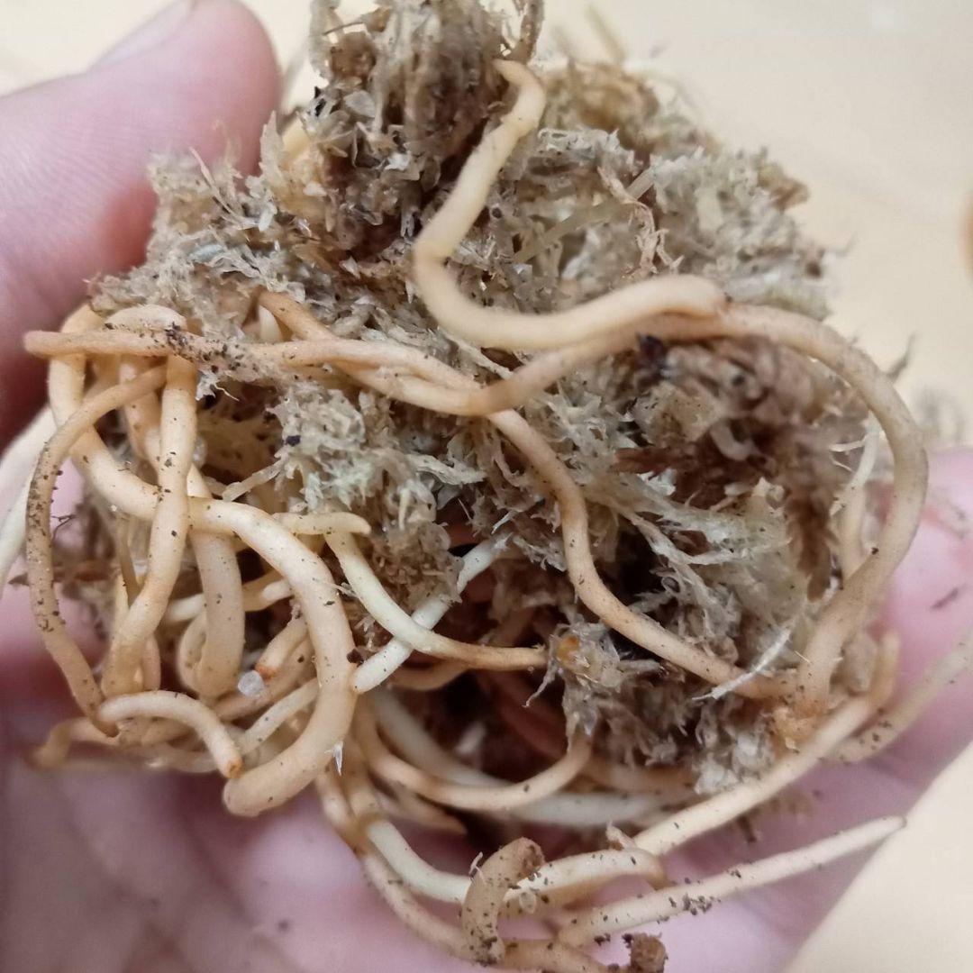 nyanchi　様　アグラオネマ　スターダスト　オレンジ　観葉植物