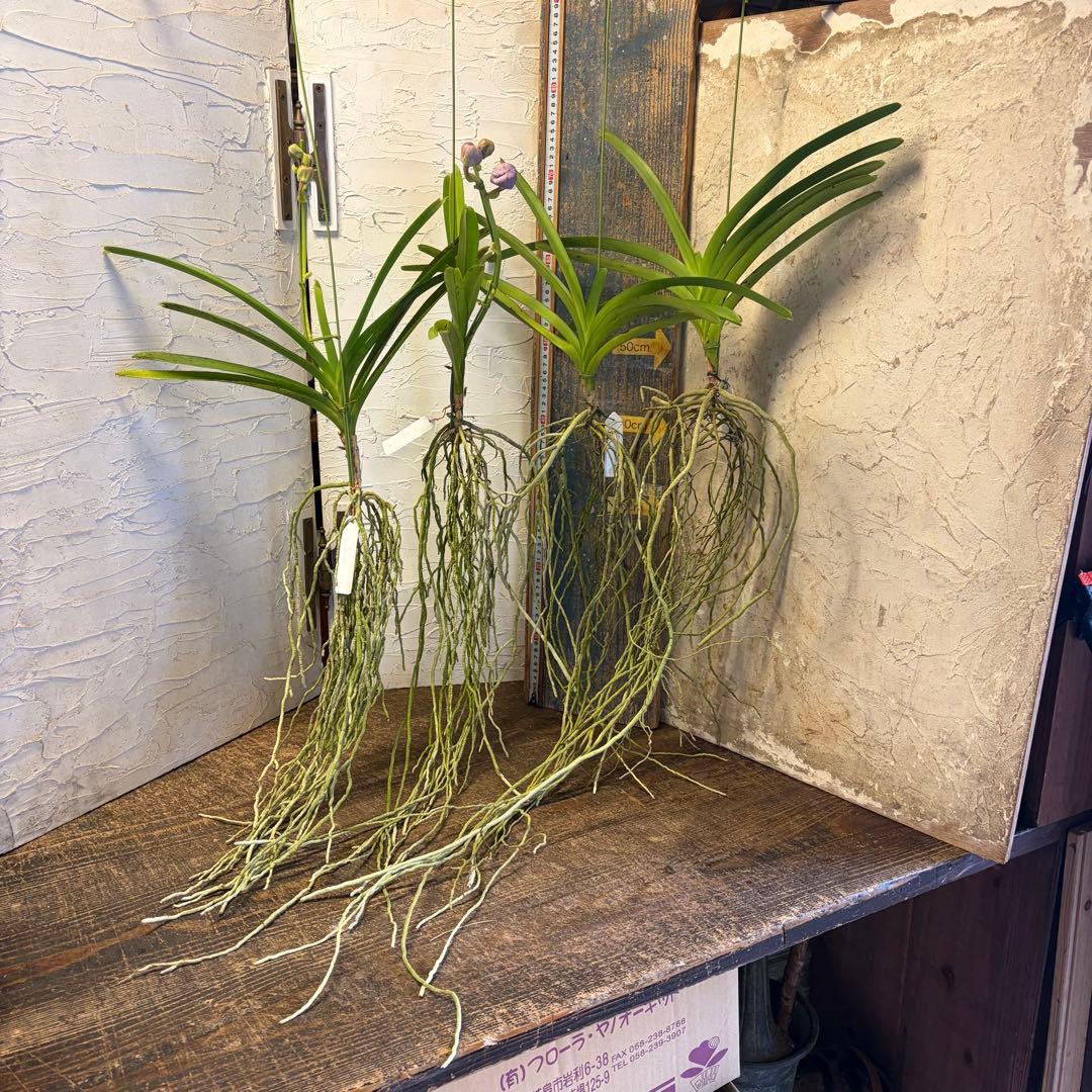 【特選】　洋蘭　バンダ　2種4株　ハンギング