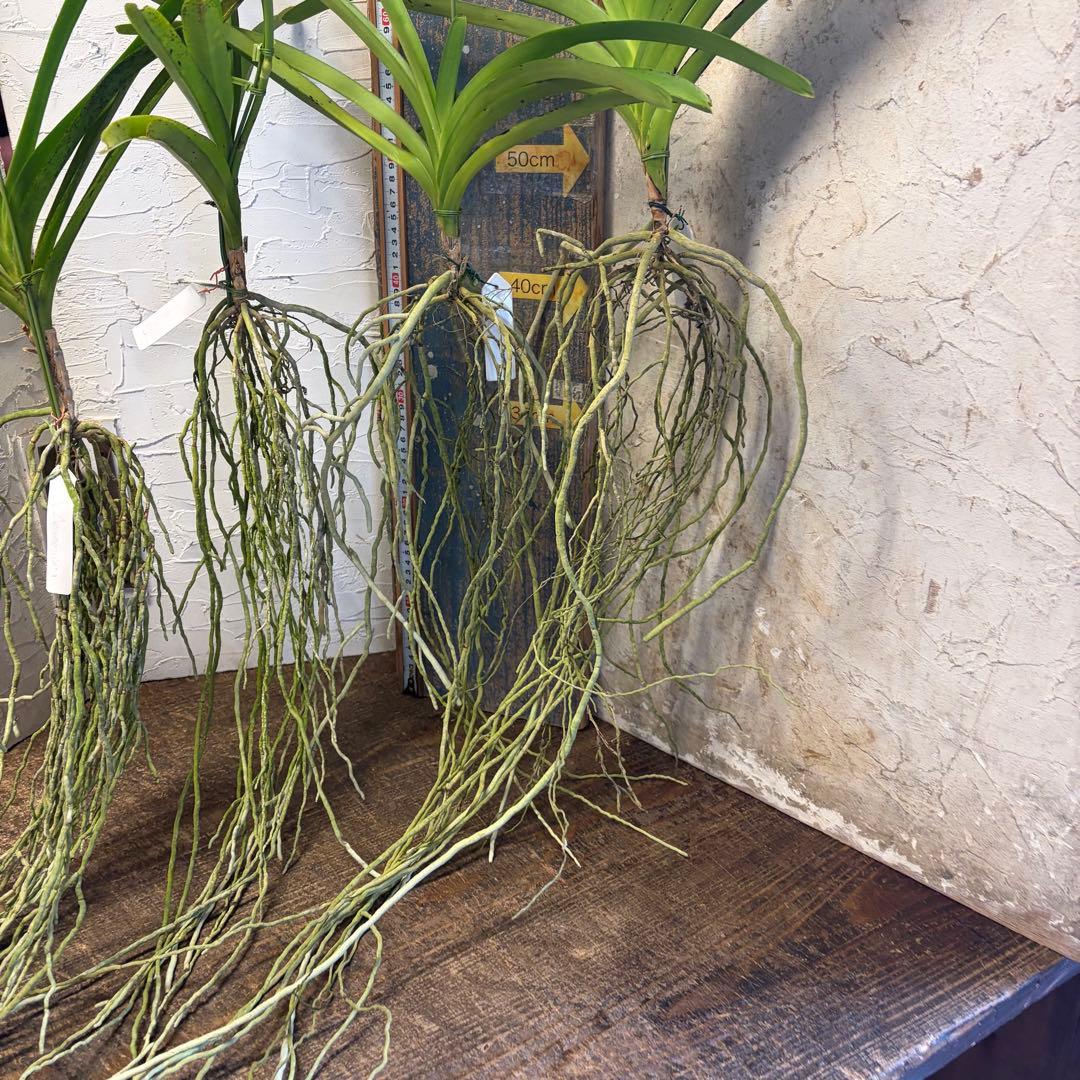 【特選】　洋蘭　バンダ　2種4株　ハンギング