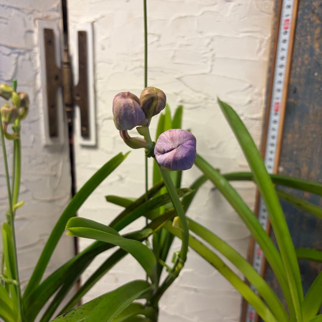 【特選】　洋蘭　バンダ　2種4株　ハンギング