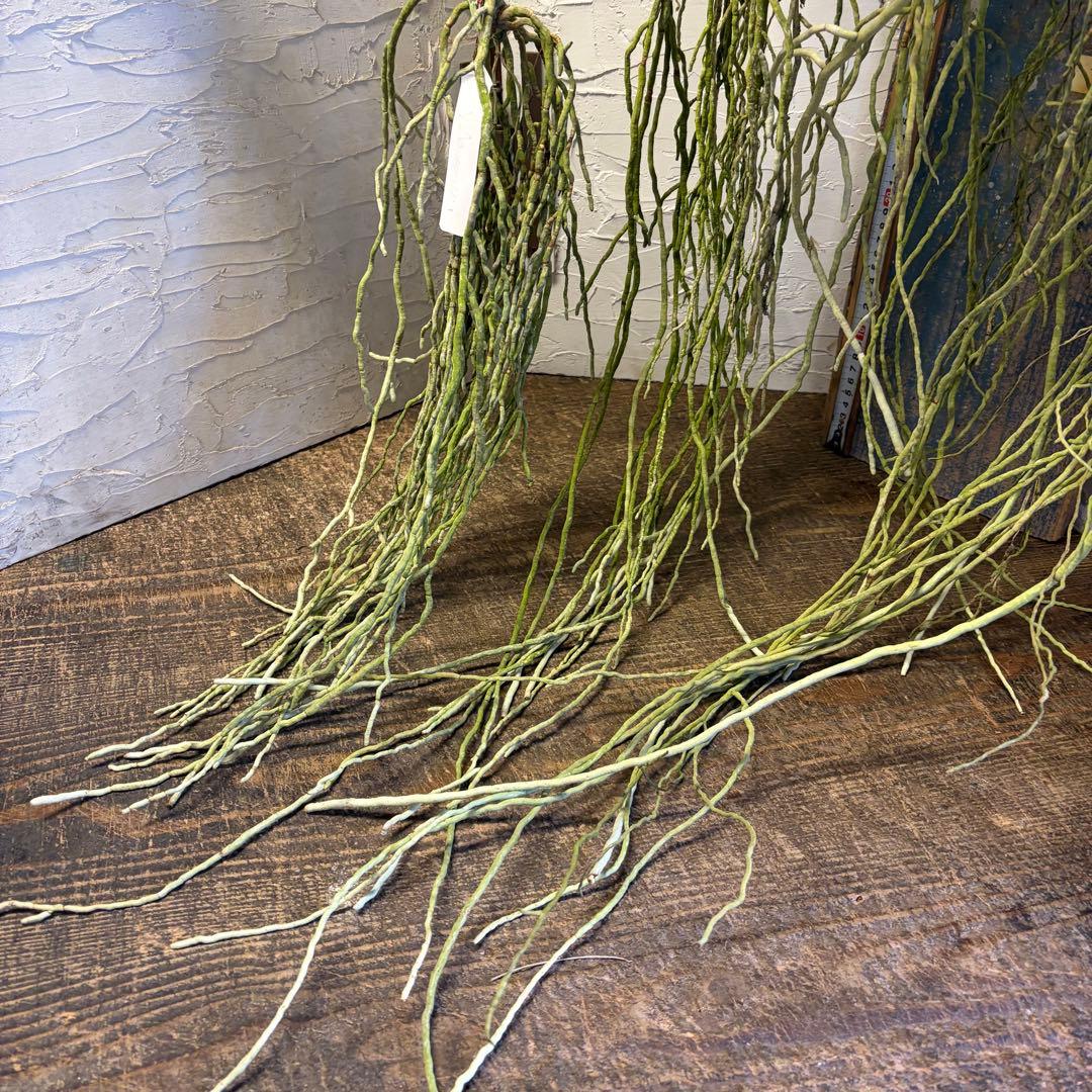 【特選】　洋蘭　バンダ　2種4株　ハンギング