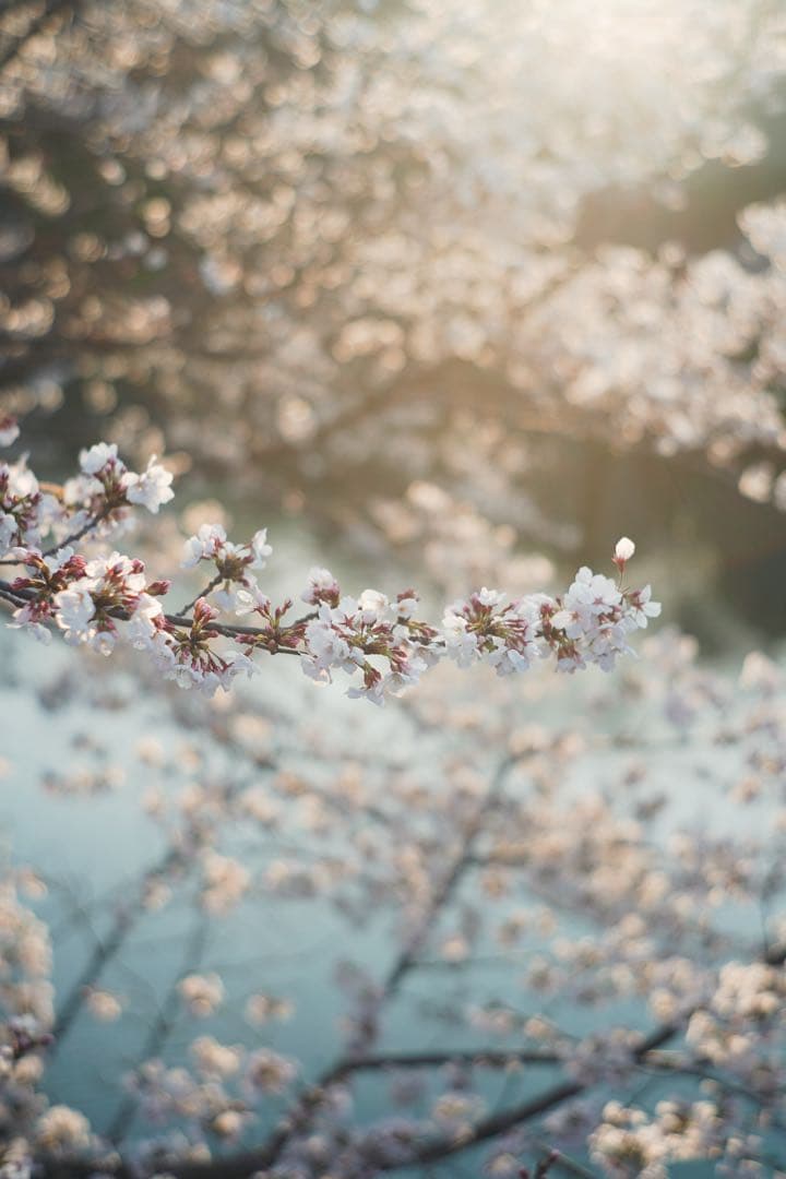 レンズ(単焦点) jupiter 8