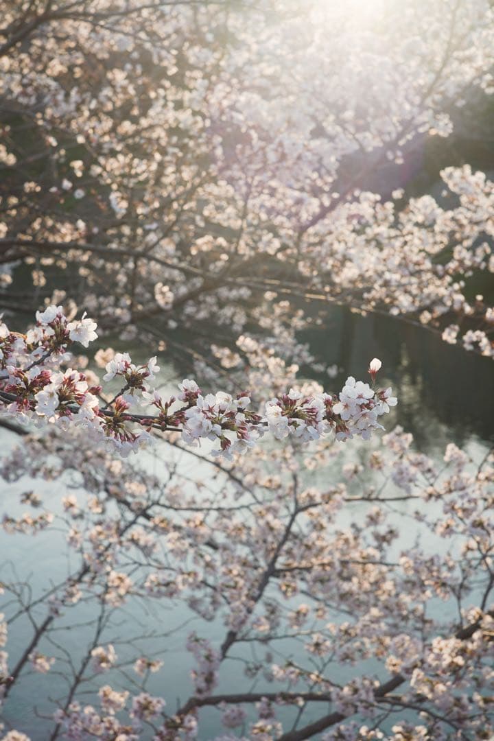 レンズ(単焦点) jupiter 8