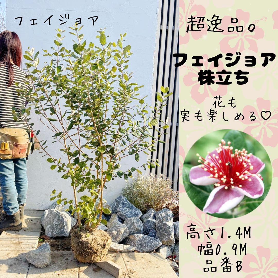 超逸品。フェイジョア株立ち1.4M(鉢底から)品番B