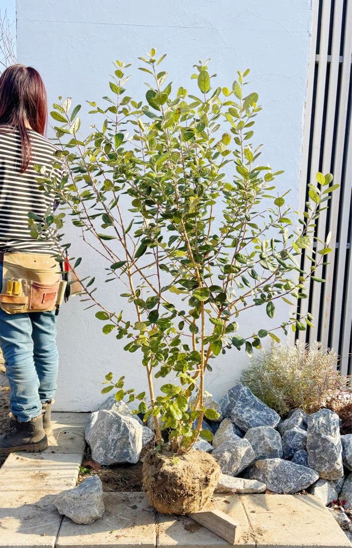 超逸品。フェイジョア株立ち1.4M(鉢底から)品番B