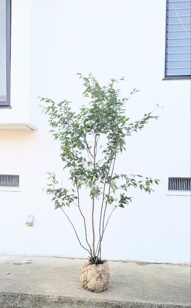 山採りハイノキ株。