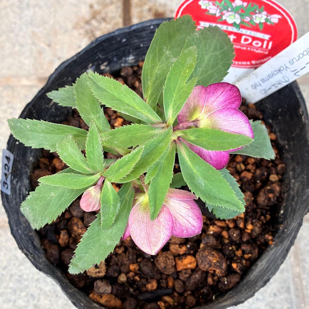 も*子様 3424☘️花、タグ付☘️ベビードール⭐️超小輪⭐️繊細フラッシュ⭐️