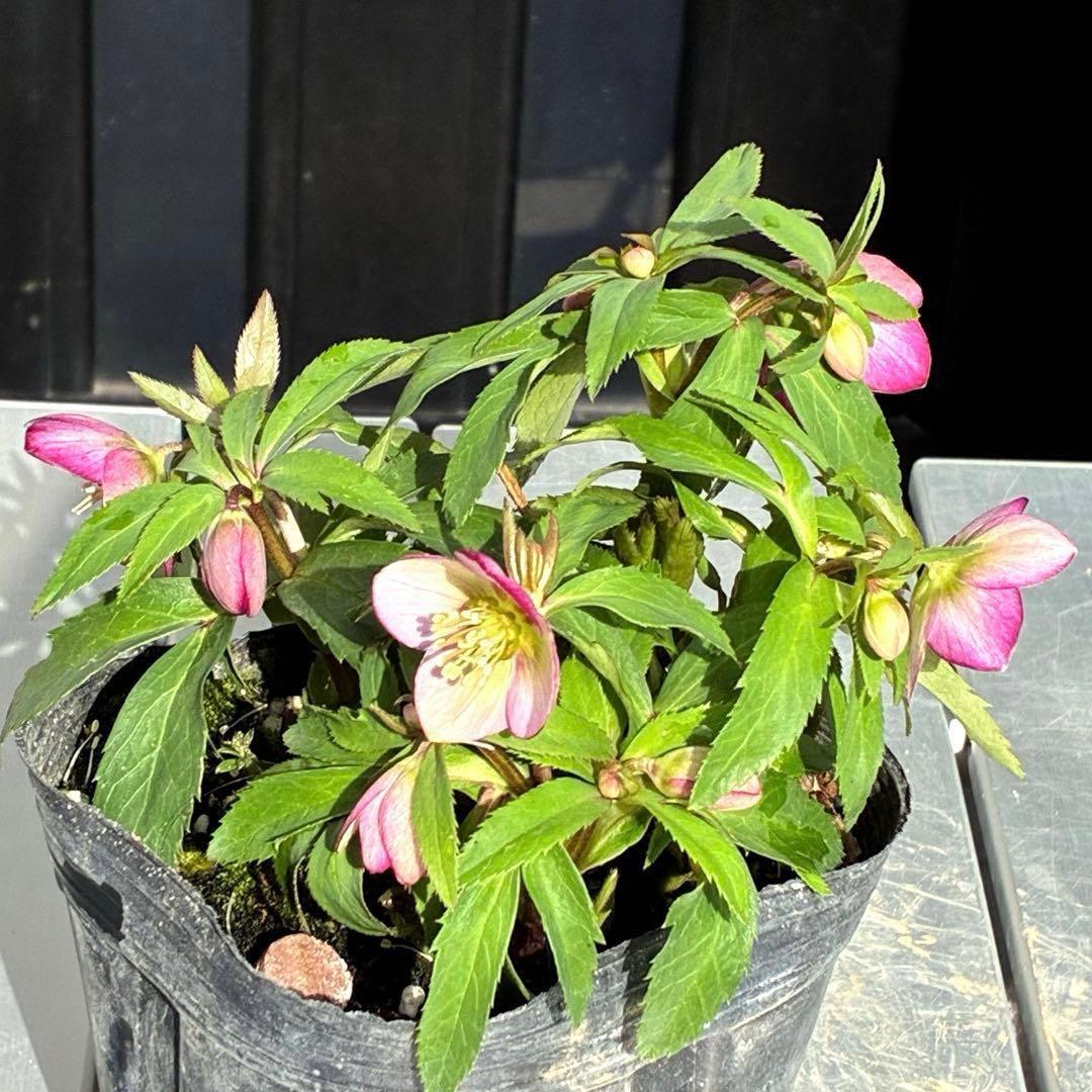 も*子様 3424☘️花、タグ付☘️ベビードール⭐️超小輪⭐️繊細フラッシュ⭐️