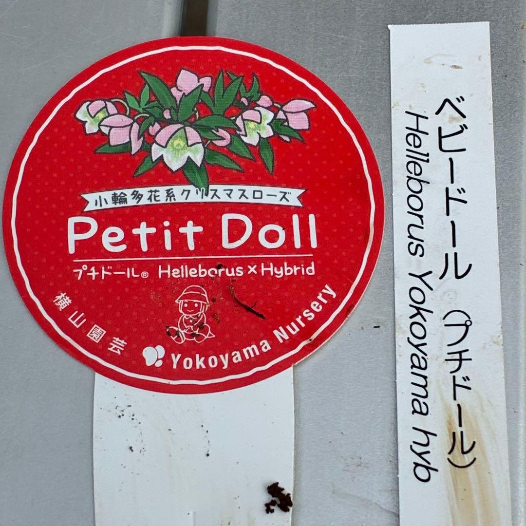 も*子様 3424☘️花、タグ付☘️ベビードール⭐️超小輪⭐️繊細フラッシュ⭐️