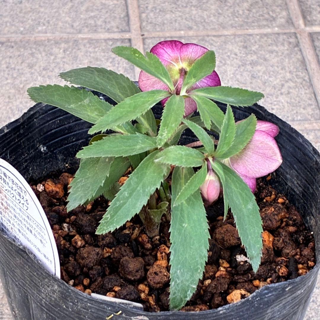 も*子様 3424☘️花、タグ付☘️ベビードール⭐️超小輪⭐️繊細フラッシュ⭐️