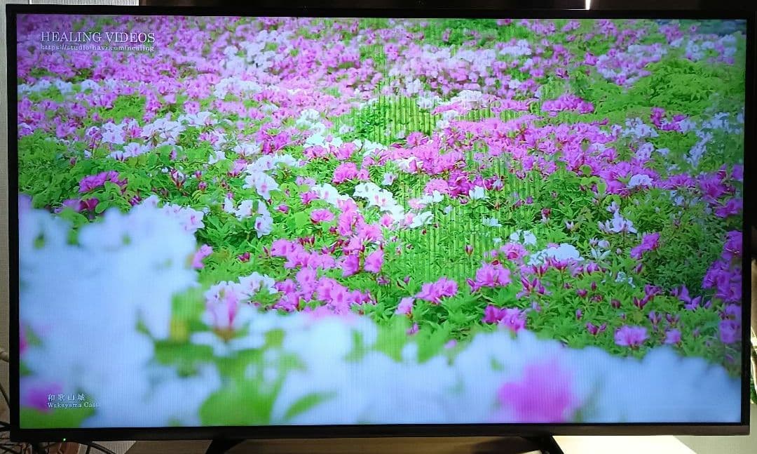 【しげる】Panasonic 50インチ液晶テレビTH-50AS630