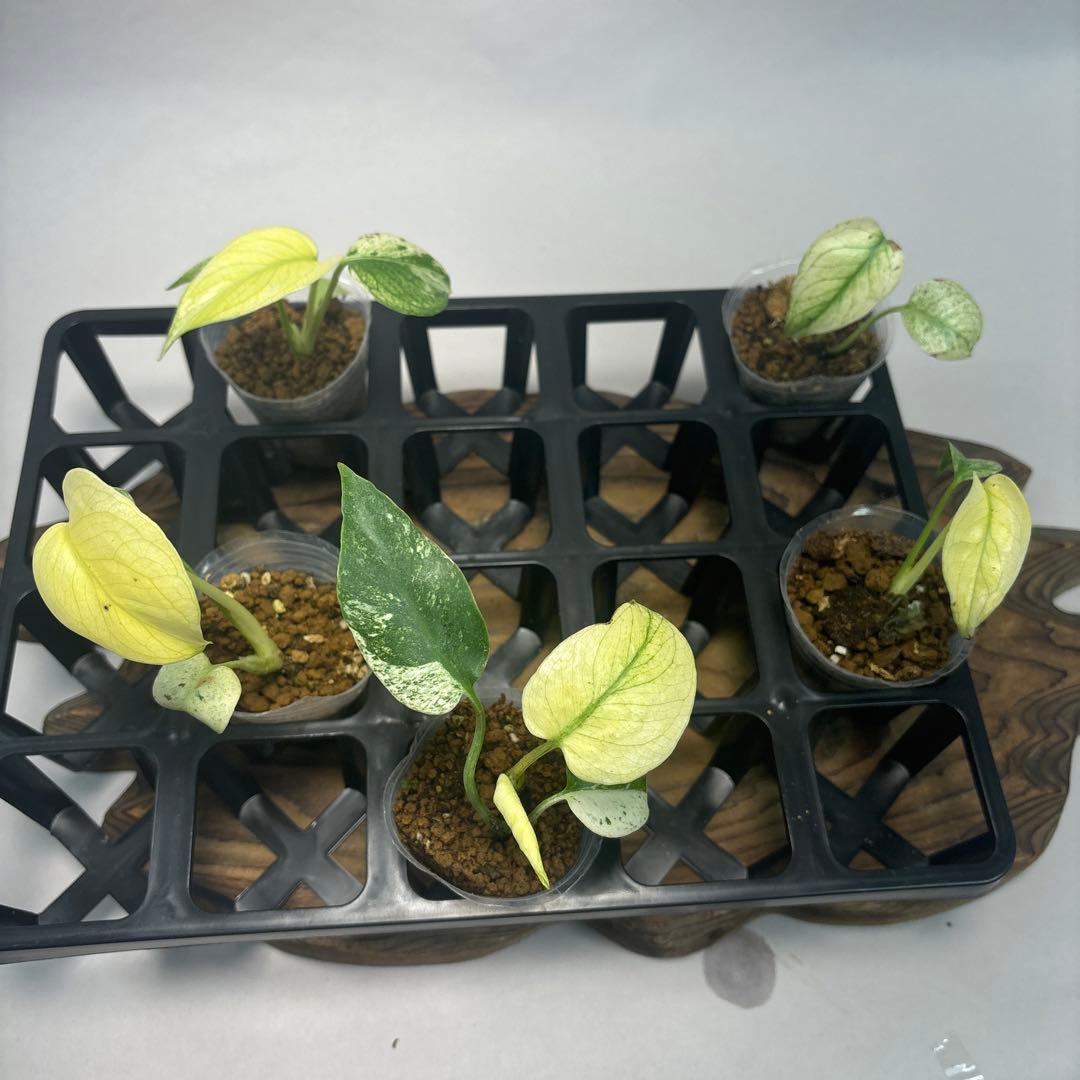 あ*ー様 5株セットms96【特別選抜】ホワイトモンスター／天津蘭 モンステラ斑