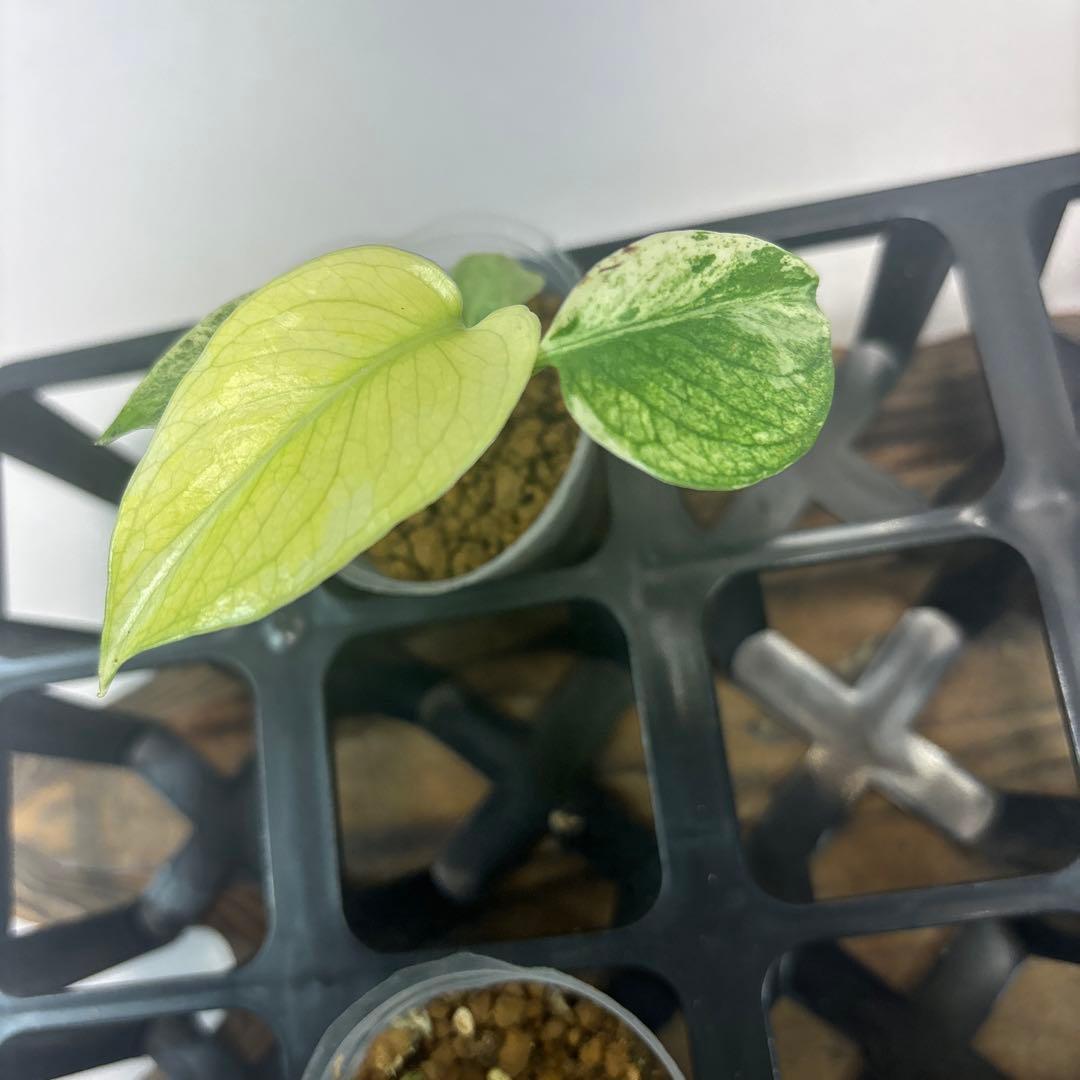 あ*ー様 5株セットms96【特別選抜】ホワイトモンスター／天津蘭 モンステラ斑