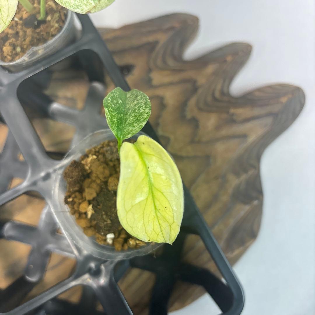 あ*ー様 5株セットms96【特別選抜】ホワイトモンスター／天津蘭 モンステラ斑