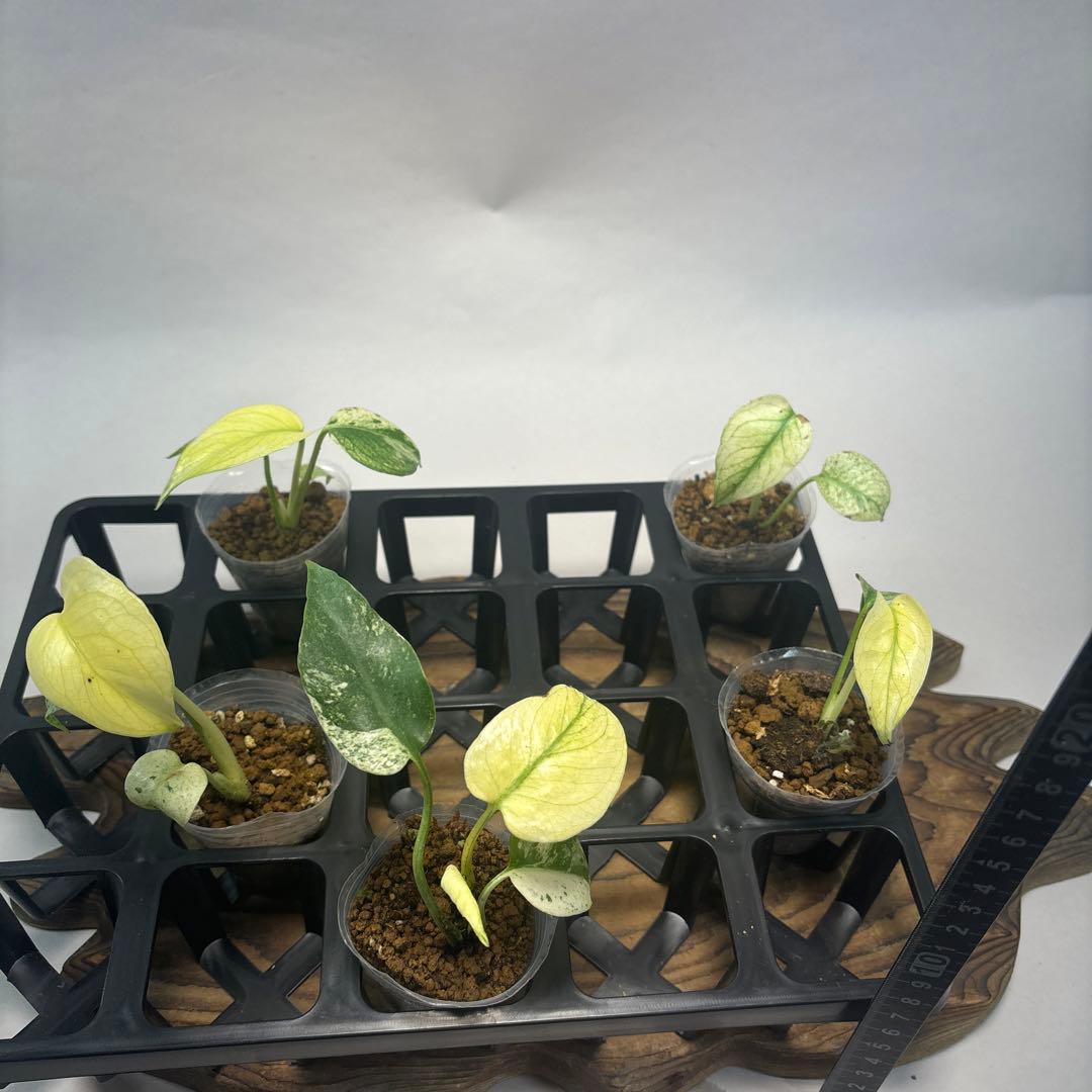 あ*ー様 5株セットms96【特別選抜】ホワイトモンスター／天津蘭 モンステラ斑