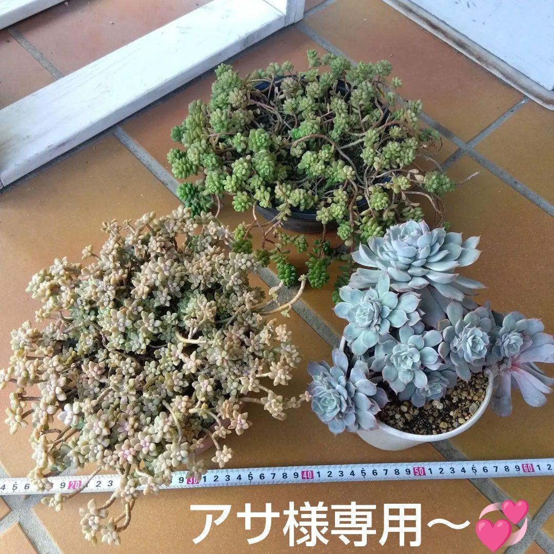 アサ様 リクエスト 5点 まとめ商品