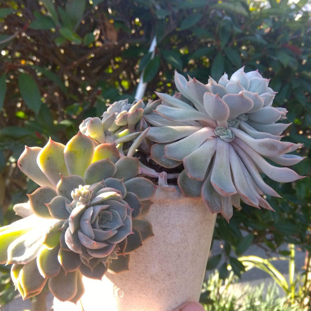 アサ様 リクエスト 5点 まとめ商品