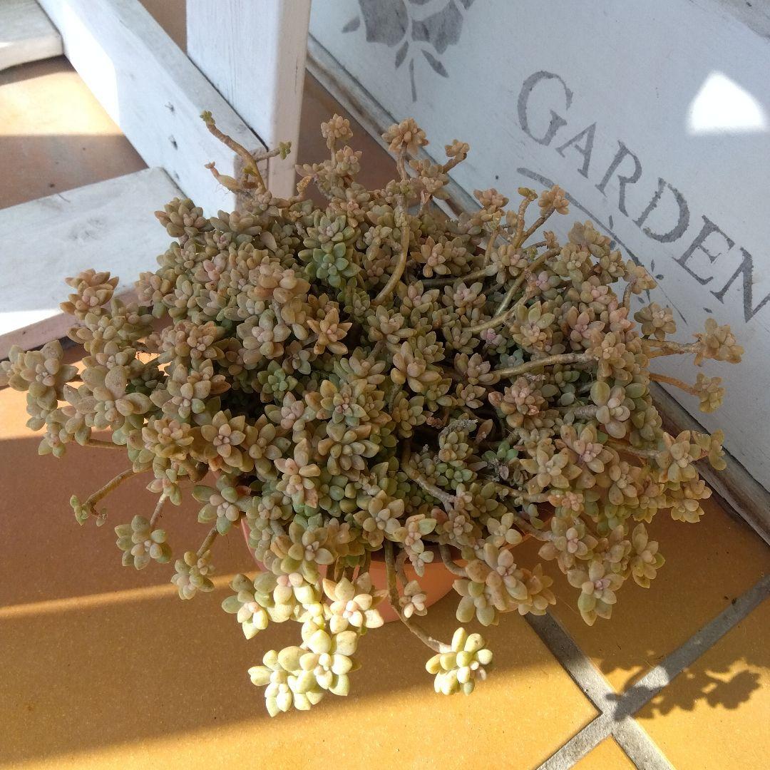 アサ様 リクエスト 5点 まとめ商品