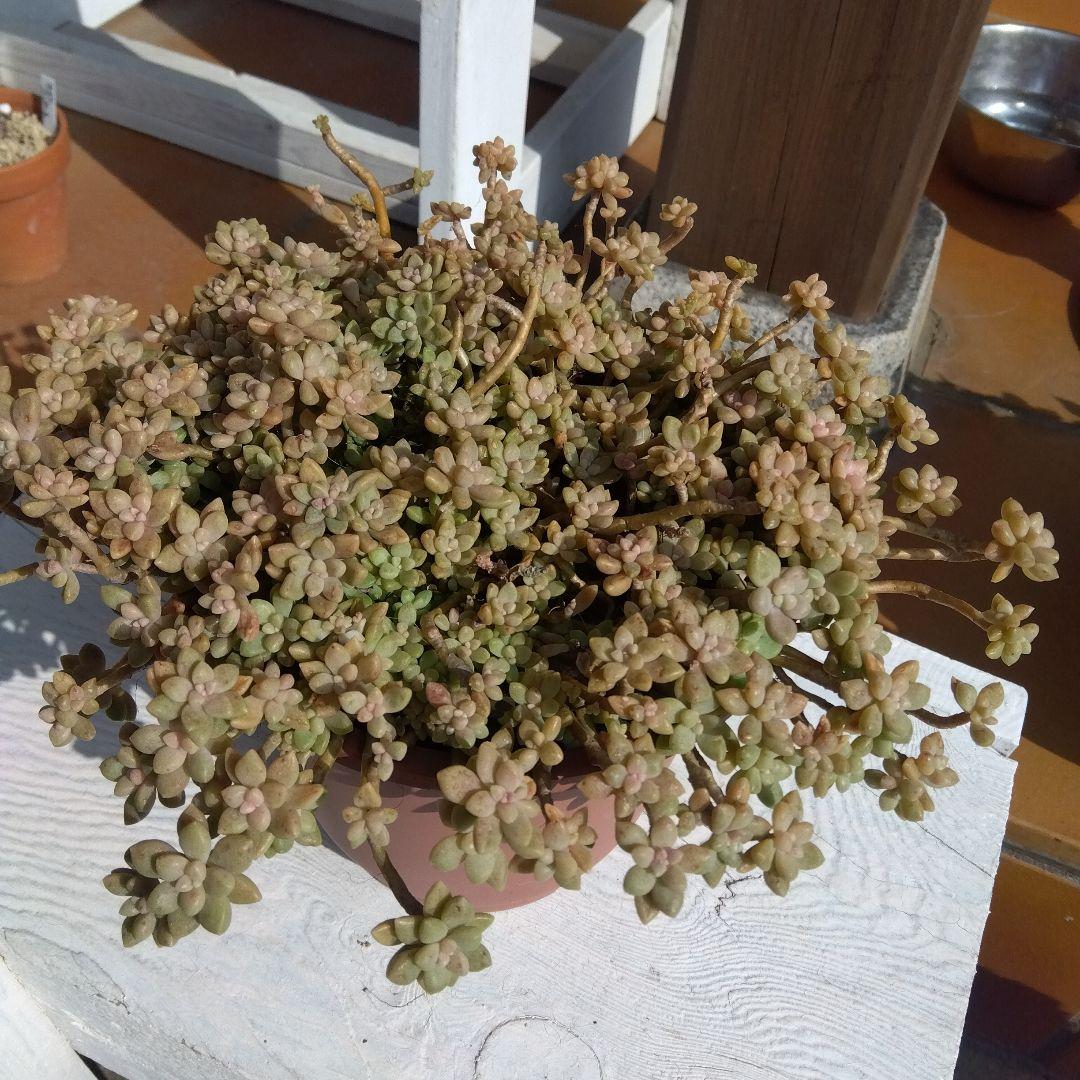 アサ様 リクエスト 5点 まとめ商品