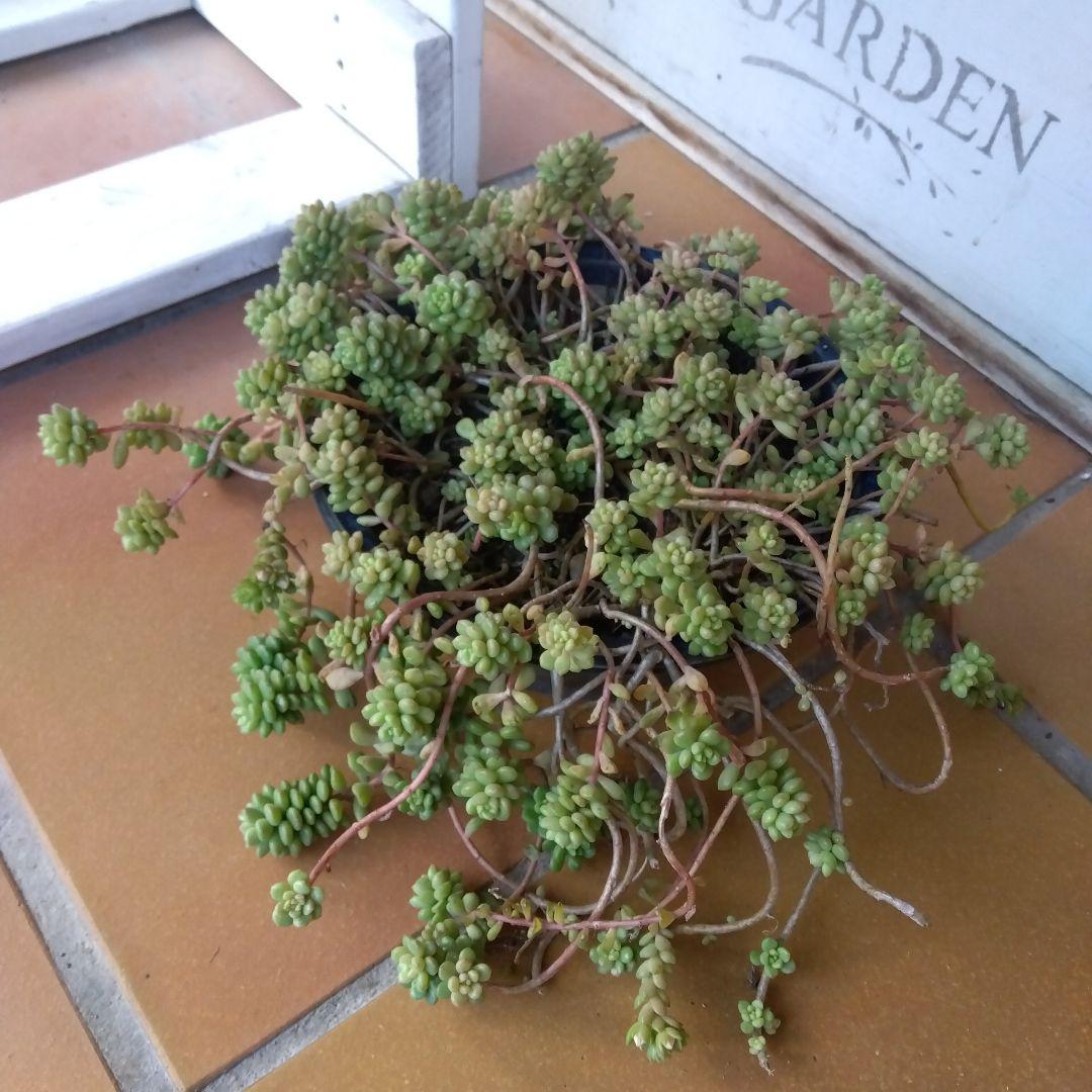 アサ様 リクエスト 5点 まとめ商品