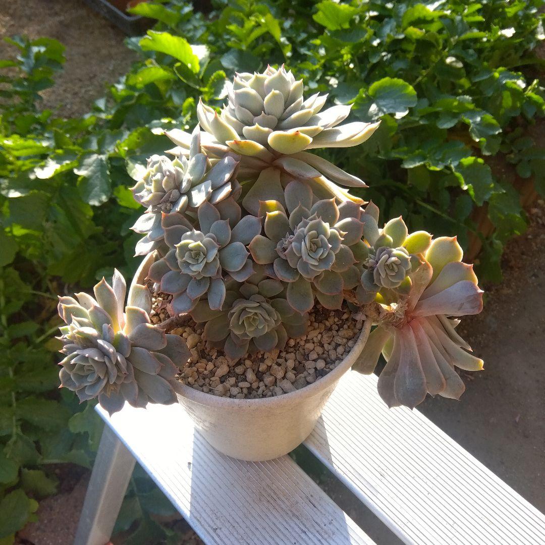 アサ様 リクエスト 5点 まとめ商品